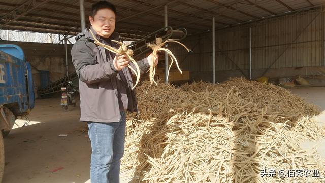 安徽农民种植中药材，发展5年终见成效，用农家特产回馈专家