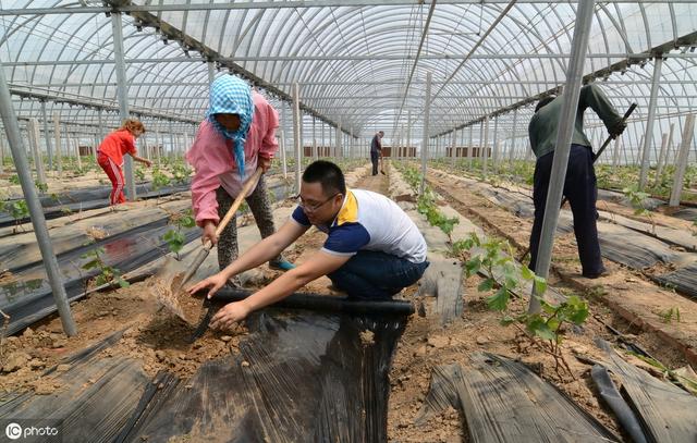 种植农作物时，覆盖黑地膜和白地膜有哪些区别？农民该如何选择？