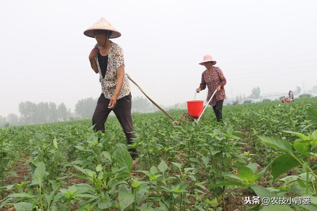 作物生长期磷肥用的巧，长势壮、用肥少，节本增产种植效益好