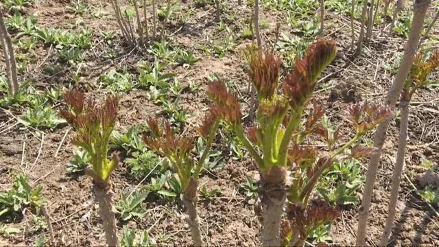 东北山野菜