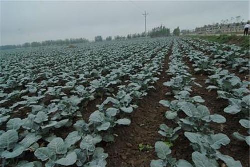 西兰花是营养之王，学会5个种植技巧，高产又优质