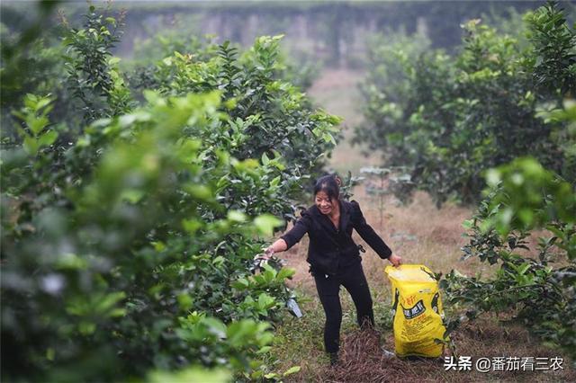 掌握柠檬育苗建园技术及4个生长期的精细管理，做到持续高产稳产