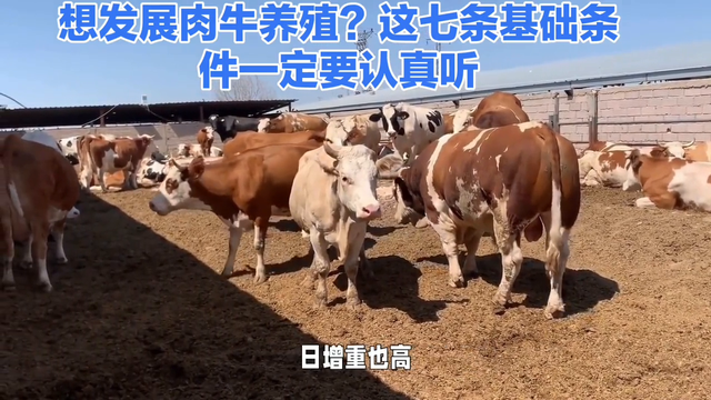 想发展肉牛养殖