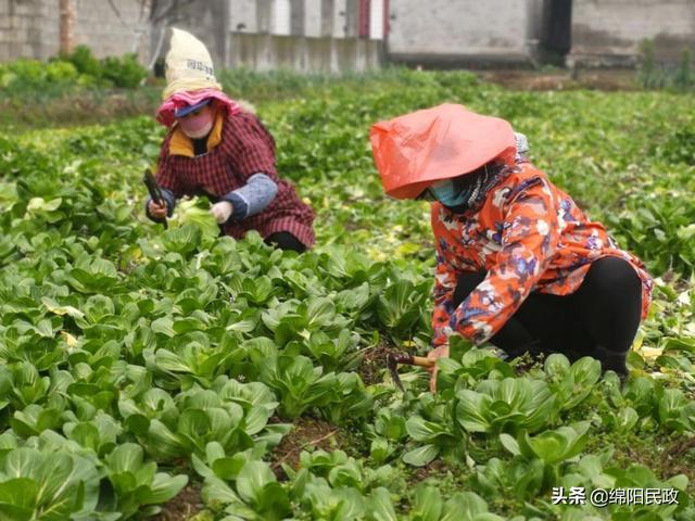 驰援武汉，绵阳45吨爱心蔬菜出发了……