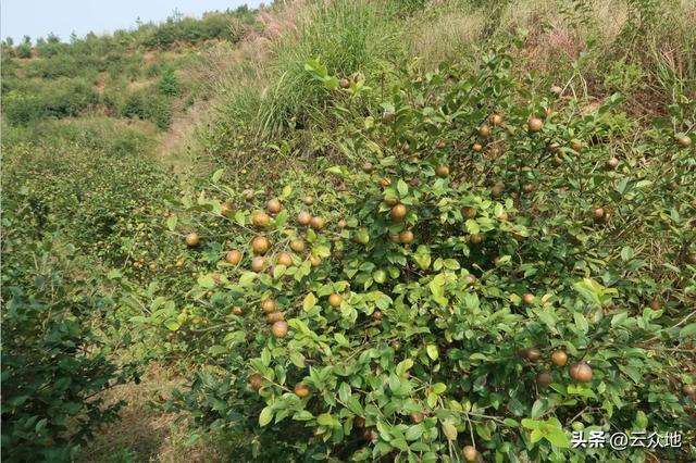 油茶栽种正当时，品种如何搭配？种植补贴如何拿？