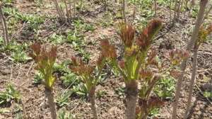 东北山野菜种植(东北山野菜)