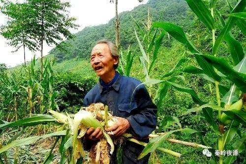 野猪祸害庄稼却被保护农民想不通，专家提出的办法都不可行