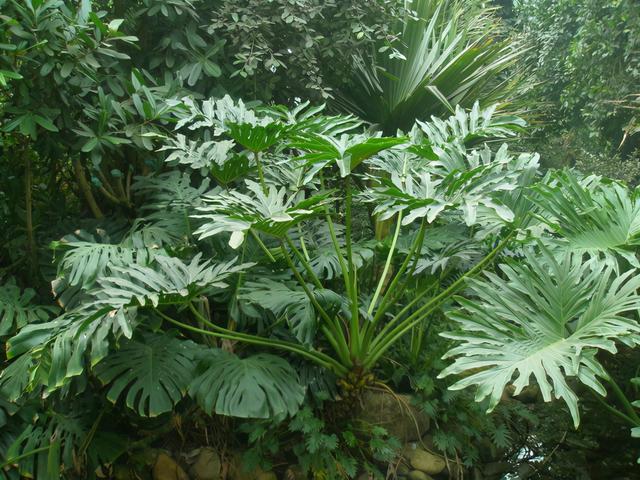 龟背竹绿植这样水培容易活，放在家里吸甲醛，超有林间自然感觉