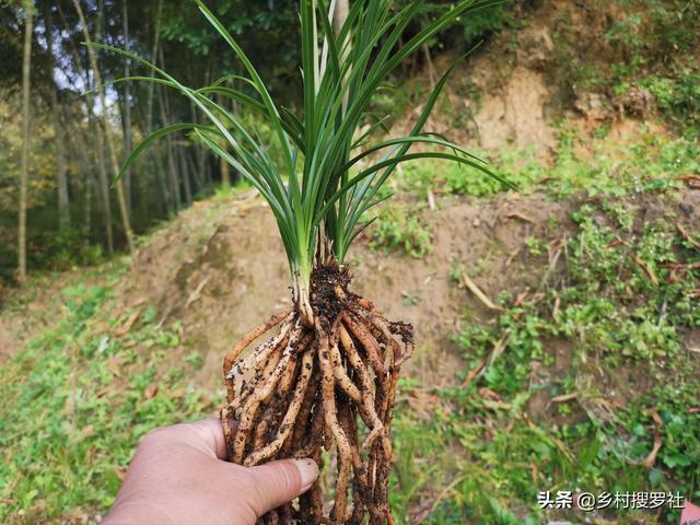 兰花根系不发达，是缺少肥料吗？学会5个小技巧，半年兰根挤满盆