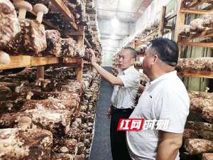 衡阳香菇种植基地电话(衡东刘炎辉：小香菇点亮脱贫致富梦)