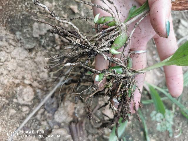 白及种植技术探讨