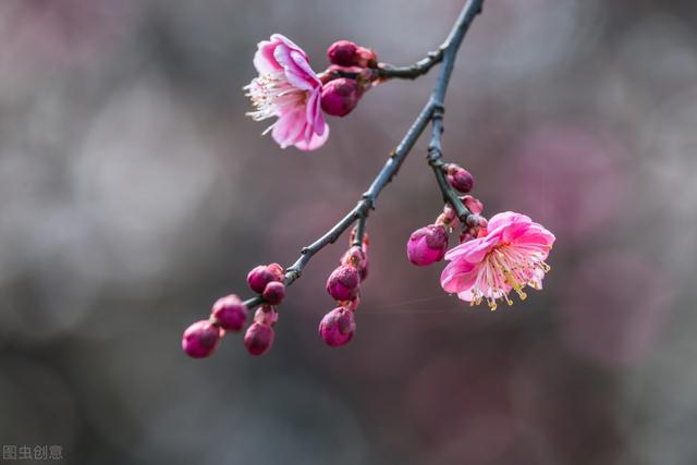 关于腊梅为冬春园景花木，有浓烈芳香，腊梅的栽培管理你了解吗？