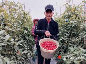 雷州种植牙(雷州“高颜值”圣女果高价畅销)