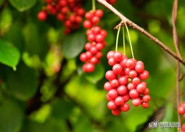 竹山秦古男子种植五味子， 打开致富门，带领乡亲们脱贫致富