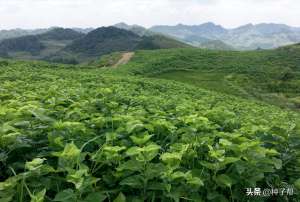 山坡地种植(荒山上放养种什么牧草？蛋白桑耐贫瘠，种植能活20~30年，效益好)