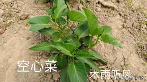 空心菜的种植(空心菜怎样种植长得好，需要什么样的生长条件？如何浇水与施肥？)