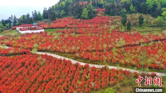 四川古蔺：红叶石楠层林尽染美景如画