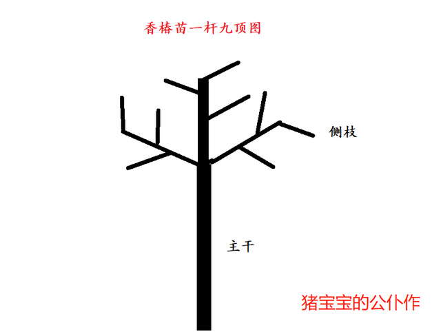 知识篇：“一年之计在于夏”夏季香椿开垄、合垄、修剪、壮苗讲解