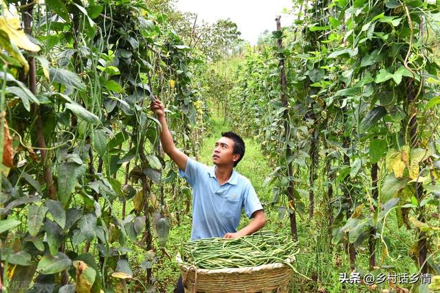 种植四季豆、架豆、长豇豆，这四个高产方法，能让豆荚结满架