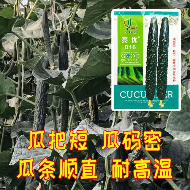 春季种植黄瓜，建议农户选这个品种！高产又抗病，商品性优越