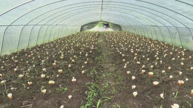 孟德云：灵芝种植有规模 直播开辟“致富路”