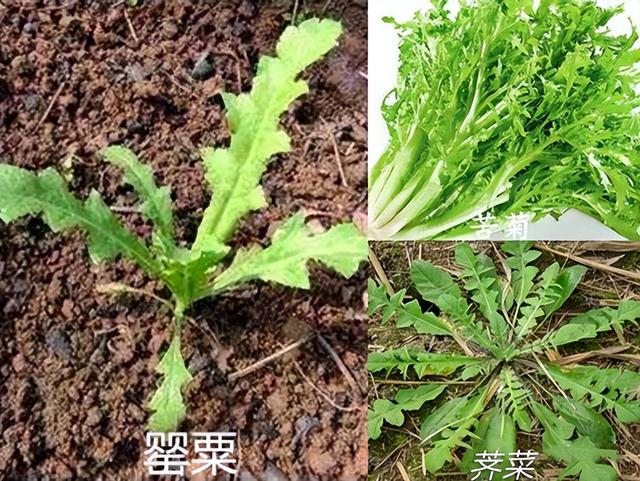 做菜放罂粟真能提鲜吗？村民为“尝鲜”种植罂粟终尝苦果