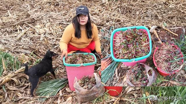 折耳根气味独特，你知道该怎么高产种植吗？做好这4点其实很简单