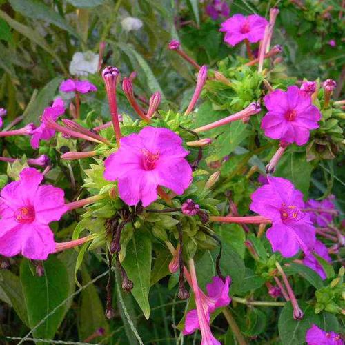 农村的地雷花你见过吗？到了花期满盆开花，价值高作用不能小觑