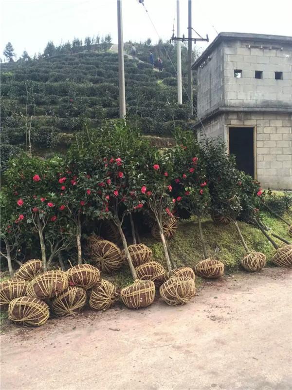 茶花树苗种植方法