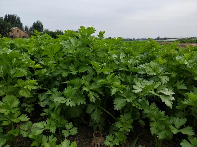 芹菜种植小技巧，3个方面要注意，做不对，出苗少，长势差