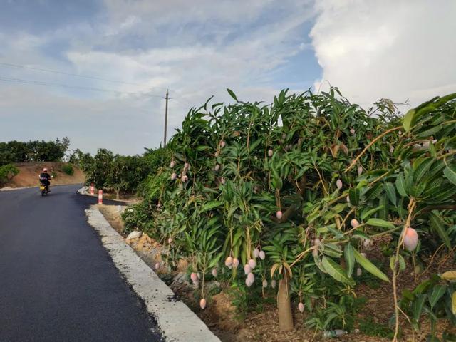 少喝两杯奶茶，可尽尝鲜甜台农芒，更能助果农走出困境！值了