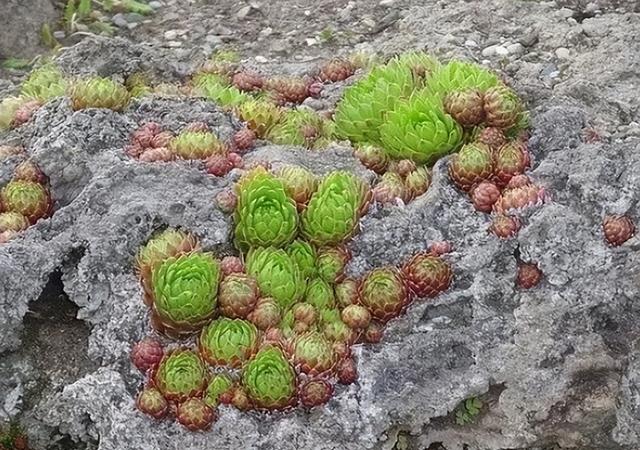 园艺界的收藏佳品——多肉植物的生长特性和栽培方法