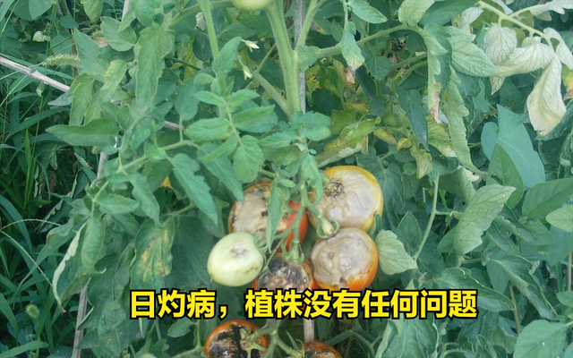 夏季种果菜，为何容易出现“晒伤”的情况？难道要涂防晒霜吗？