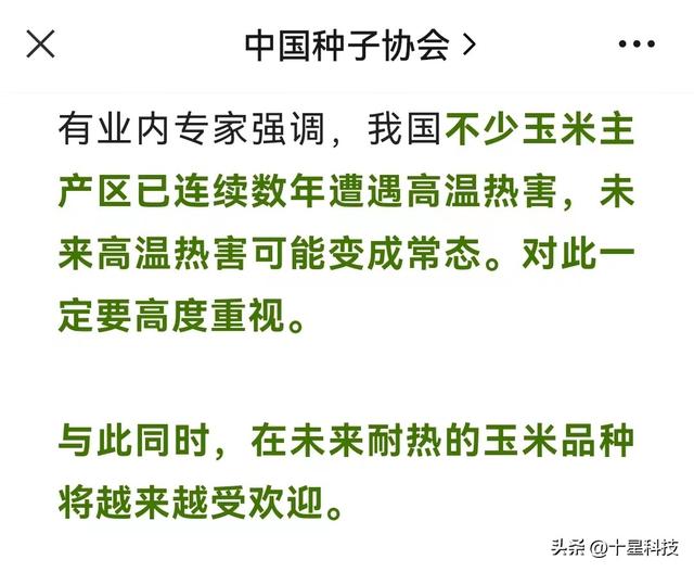 啥叫好的夏玉米？4000株密度，只用半袋尿素，可以随便对比