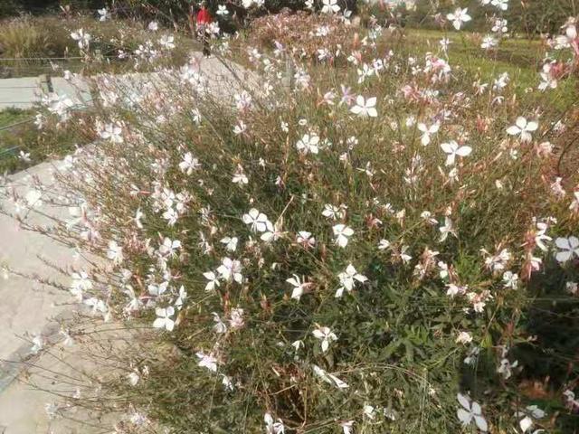 粉黛乱子草、波斯菊……郑州西流湖公园百花盛开！