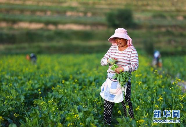 宁夏西吉：冷凉蔬菜产业助脱贫