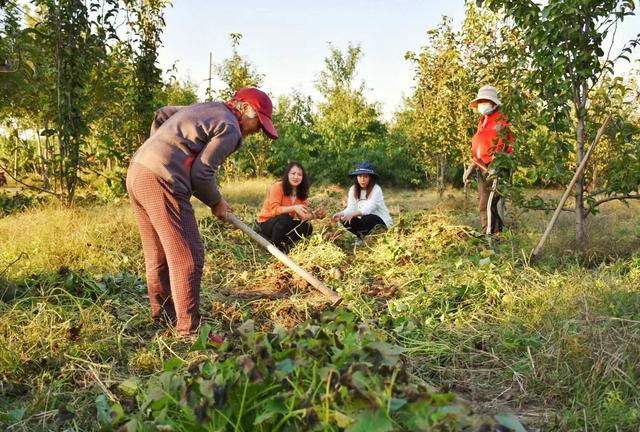 好景山东｜金秋甜蜜蜜！济南黄河岸边红薯喜丰收，田间地头采收忙