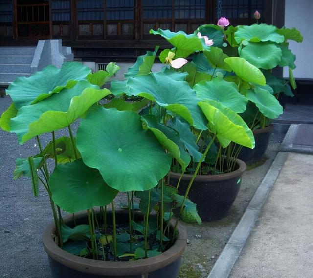 庭院设计师精心总结的15种适合庭院水池栽种的水生植物，建议收藏