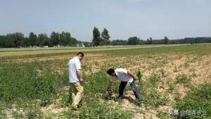 亳州市药材种植(安徽农民种植中药材，发展5年终见成效，用农家特产回馈专家)