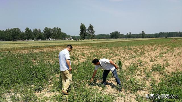 安徽农民种植中药材，发展5年终见成效，用农家特产回馈专家