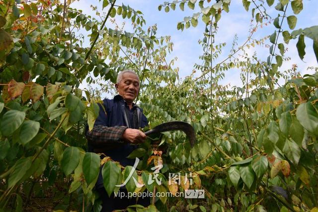 贵州剑河：钩藤“走”出大山闯市场