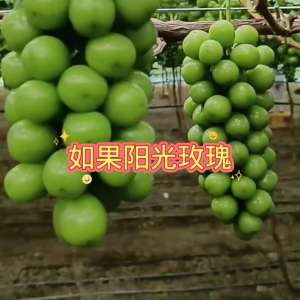 萄葡种植视频(#葡萄种植)