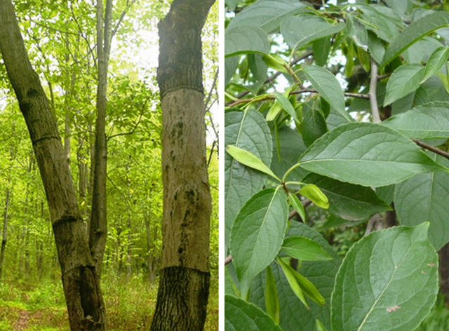 “植物黄金”杜仲树：很多人听说过它的大名，却对其并不了解！