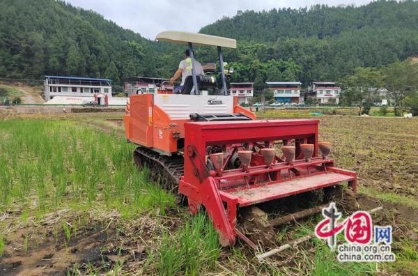 四川苍溪：秋种正当时 油菜播种忙