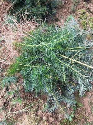 湿地松种植技术(湿地松什么时候移栽？湿地松的种植与管理技术)