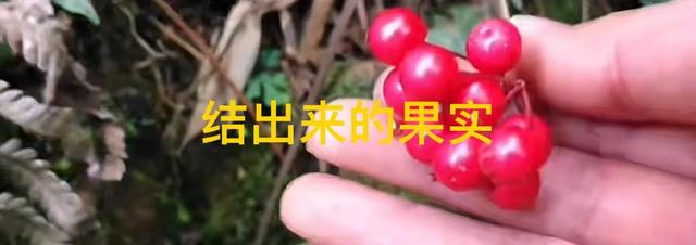 有种植物叫黄金万两，为什么越有钱的人越抢着挖它，你故乡有吗？