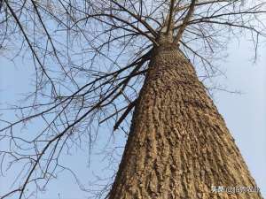 速生小白菜种植图片(生长15年的速生杨树，30棵估价8万元，村里掀起一波种树热)