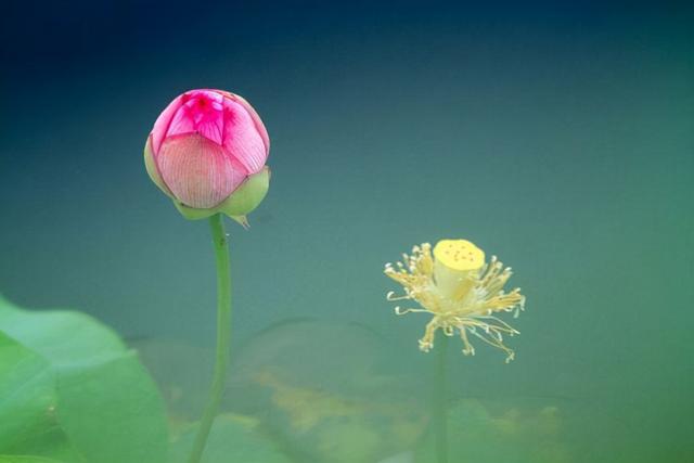 夏天养“莲花”应该这样养，做好“这几步”，莲花开满一个水缸