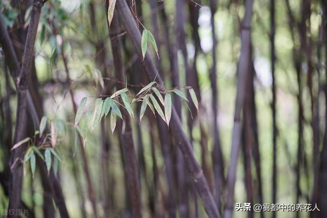 适合重庆种植的盆栽植物以及种植技巧