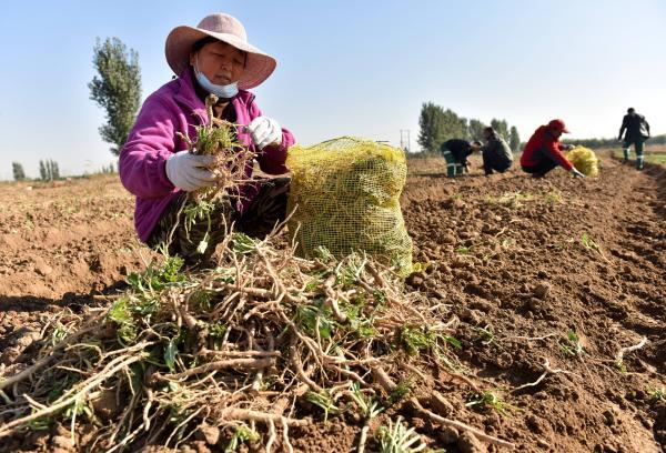 河北邢台：中药材种植拓宽增收路